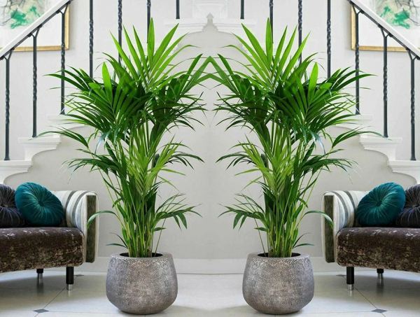 Виды комнатных пальм и уход в домашних условиях