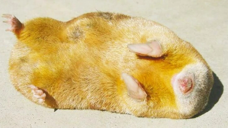 14 друзей златокрота: млекопитающих с радужной шерстью оказалось намного больше, чем думали биологи