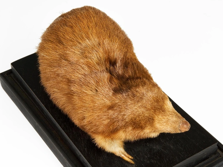 14 друзей златокрота: млекопитающих с радужной шерстью оказалось намного больше, чем думали биологи