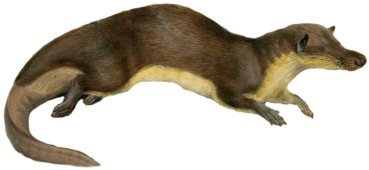 14 друзей златокрота: млекопитающих с радужной шерстью оказалось намного больше, чем думали биологи