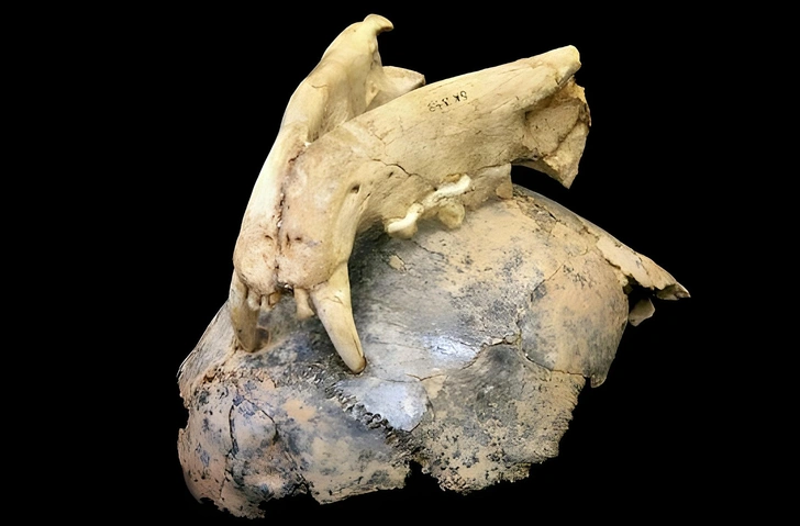 «Царь природы» или трусливая жертва? Кто нападал на первых людей в Африке 2 млн лет назад