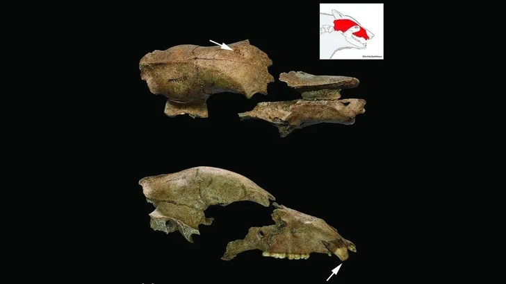 Череп медведя, который сражался с римскими гладиаторами, нашли в Сербии