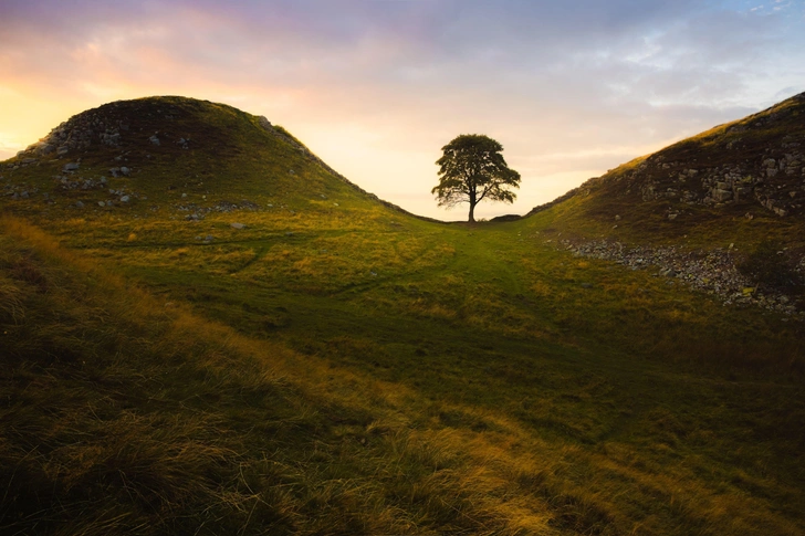 Художникам разрешили использовать древесину варварски срубленного «самого любимого дерева в Англии»