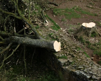 Художникам разрешили использовать древесину варварски срубленного «самого любимого дерева в Англии»