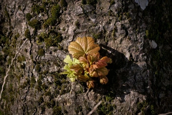 Художникам разрешили использовать древесину варварски срубленного «самого любимого дерева в Англии»
