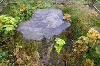 Художникам разрешили использовать древесину варварски срубленного «самого любимого дерева в Англии»