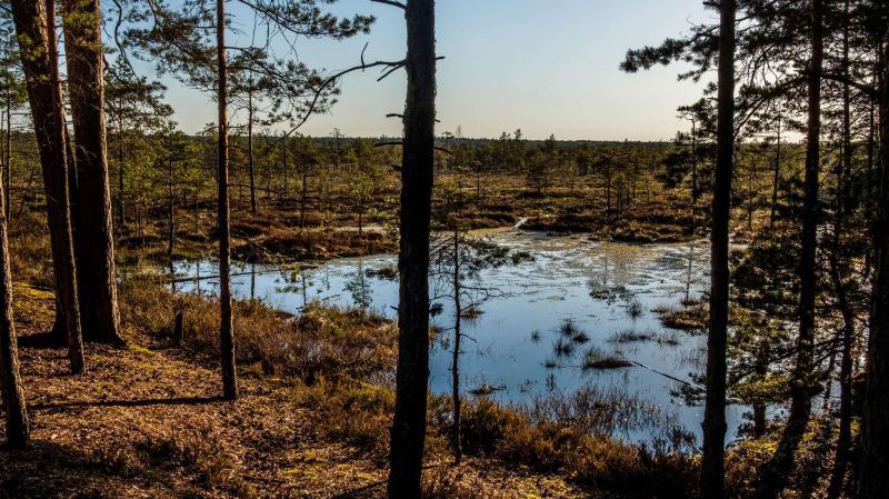 Латвия может начать восстанавливать болота для укрепления границы