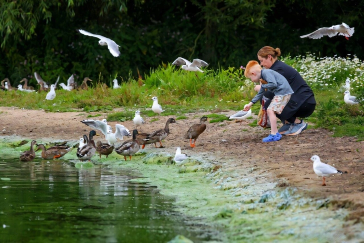 Лох-Ней в Северной Ирландии в опасности: озеро покрыто токсичной зелёной слизью