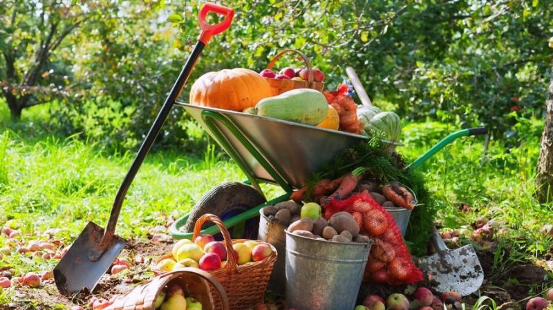 Собран осенний урожай по рекомендациям лунного календаря садовода