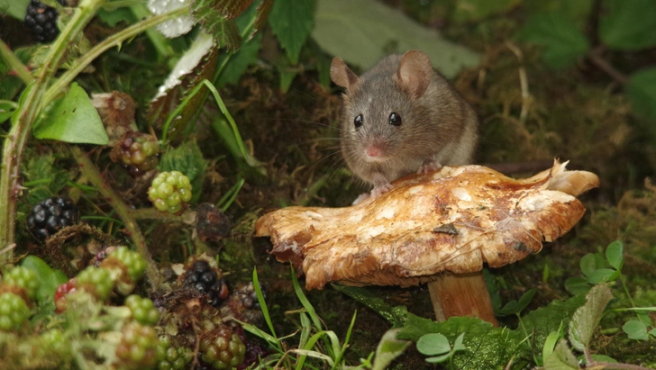 «Молодильные» грибы? Мышам продлили жизнь с помощью псилоцибина, но это не сработает с людьми — будет только хуже