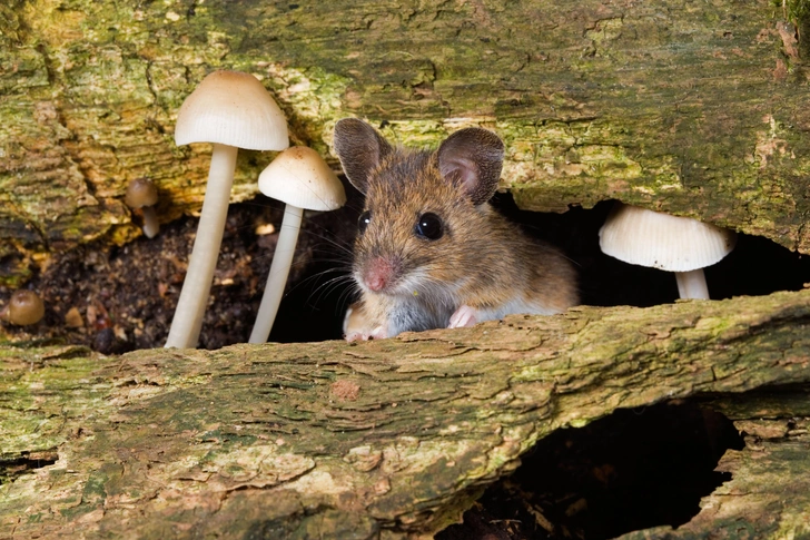 «Молодильные» грибы? Мышам продлили жизнь с помощью псилоцибина, но это не сработает с людьми — будет только хуже