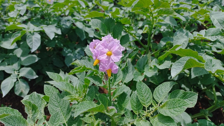 «Невелик, но красив»: в Белоруссии символом туризма выбрали цветок картофеля