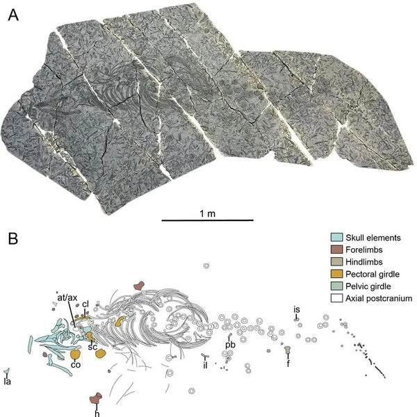 Палеонтологи в Германии открыли новый вид ихтиозавров с необычным «верхним прикусом»