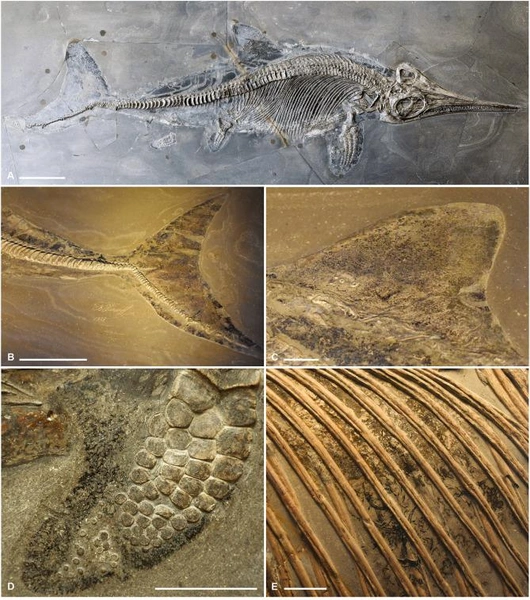 Палеонтологи в Германии открыли новый вид ихтиозавров с необычным «верхним прикусом»