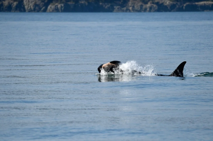 Редкую косатку заметили с мертвым детенышем — горюющая мать пыталась его оживить
