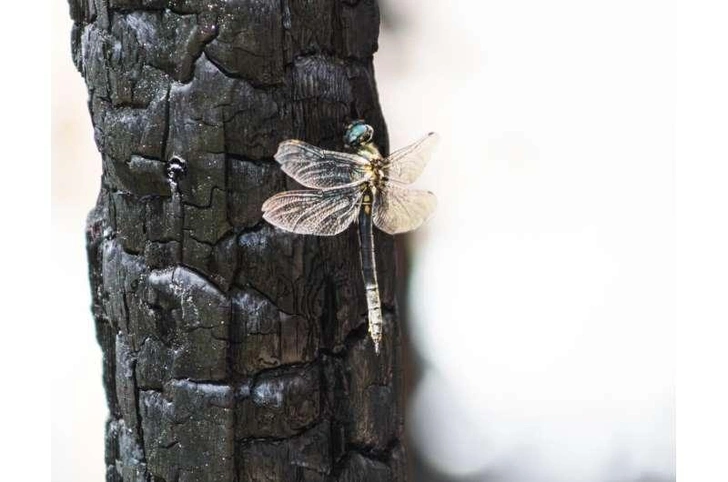Стрекозы пережили столкновение с астероидом, но их могут добить лесные пожары и изменение климата