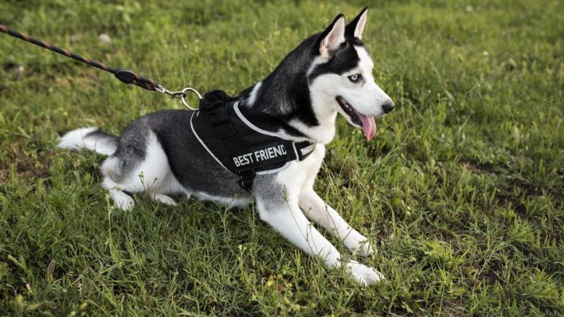 Хаски лежит на газоне в шлейке для собак