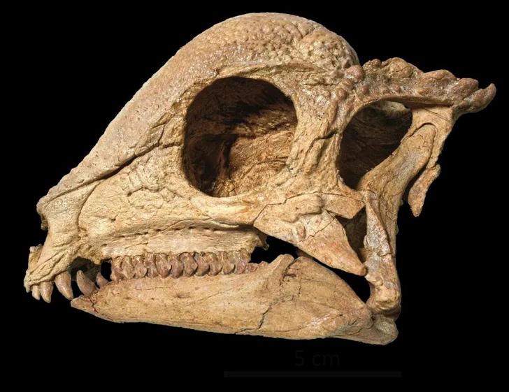 Торчал из скалы, как драгоценность. В пустыне Гоби нашли древнейшего из известных куполообразных динозавров