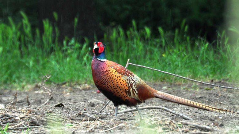 В Кабардино-Балкарии в природу выпустили партию краснокнижного фазана