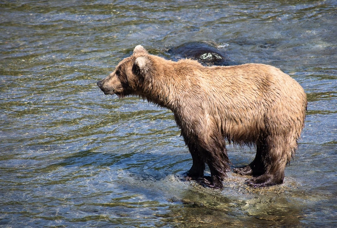 Бурые мастера зажировки: взгляните на 12 финалистов конкурса «Неделя толстого медведя 2025»