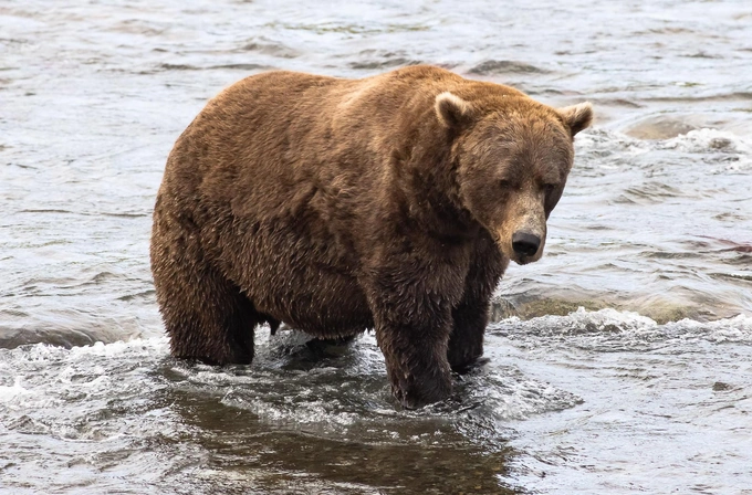 Бурые мастера зажировки: взгляните на 12 финалистов конкурса «Неделя толстого медведя 2025»