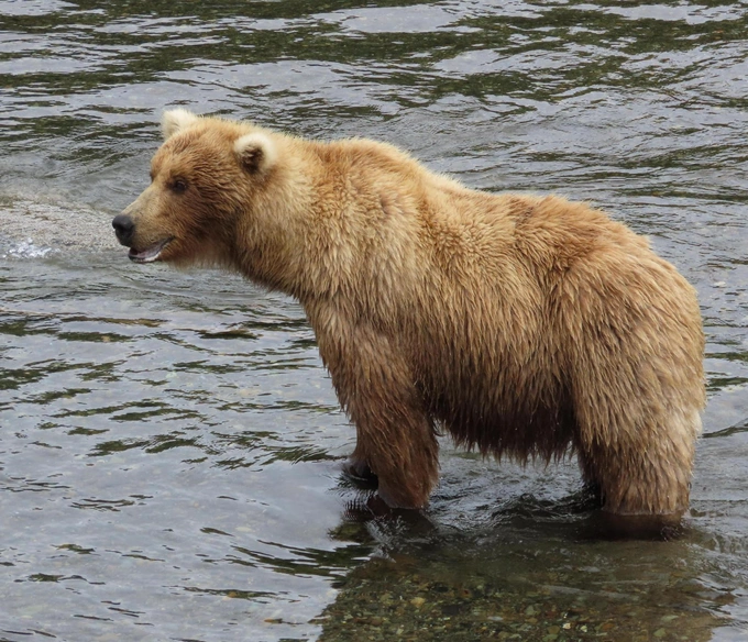 Бурые мастера зажировки: взгляните на 12 финалистов конкурса «Неделя толстого медведя 2025»