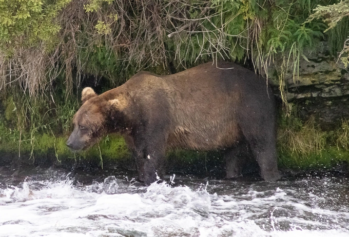 Бурые мастера зажировки: взгляните на 12 финалистов конкурса «Неделя толстого медведя 2025»
