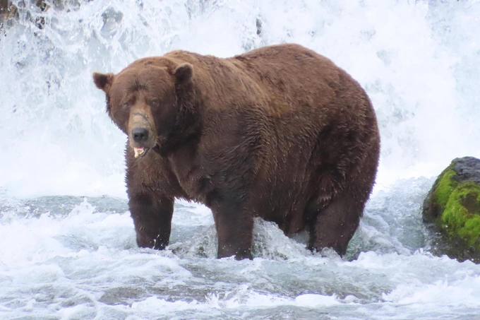 Бурые мастера зажировки: взгляните на 12 финалистов конкурса «Неделя толстого медведя 2025»