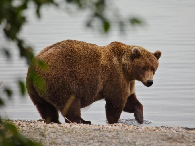 Бурые мастера зажировки: взгляните на 12 финалистов конкурса «Неделя толстого медведя 2025»