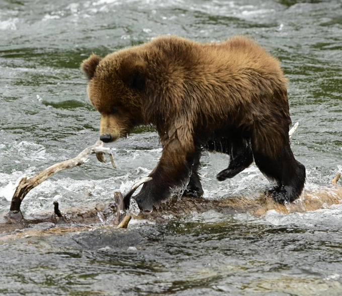 Бурые мастера зажировки: взгляните на 12 финалистов конкурса «Неделя толстого медведя 2025»