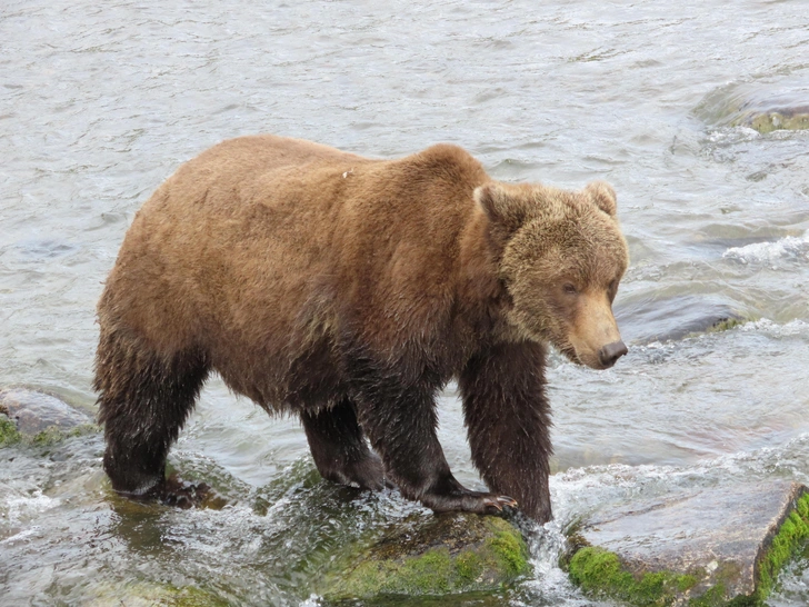 Бурые мастера зажировки: взгляните на 12 финалистов конкурса «Неделя толстого медведя 2025»