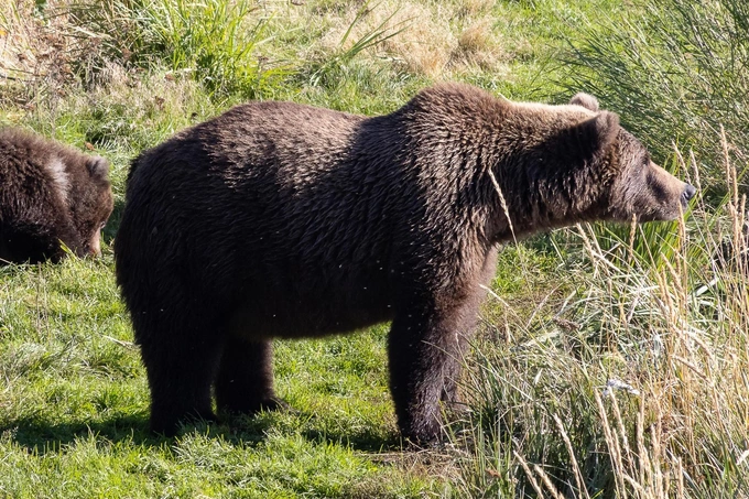 Бурые мастера зажировки: взгляните на 12 финалистов конкурса «Неделя толстого медведя 2025»