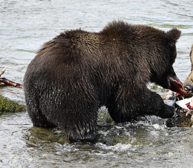 Бурые мастера зажировки: взгляните на 12 финалистов конкурса «Неделя толстого медведя 2025»