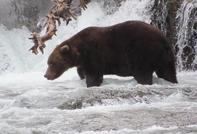 Бурые мастера зажировки: взгляните на 12 финалистов конкурса «Неделя толстого медведя 2025»