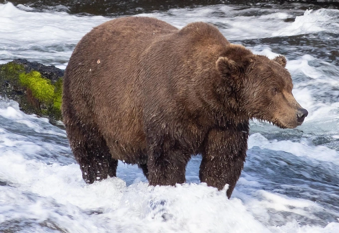 Бурые мастера зажировки: взгляните на 12 финалистов конкурса «Неделя толстого медведя 2025»