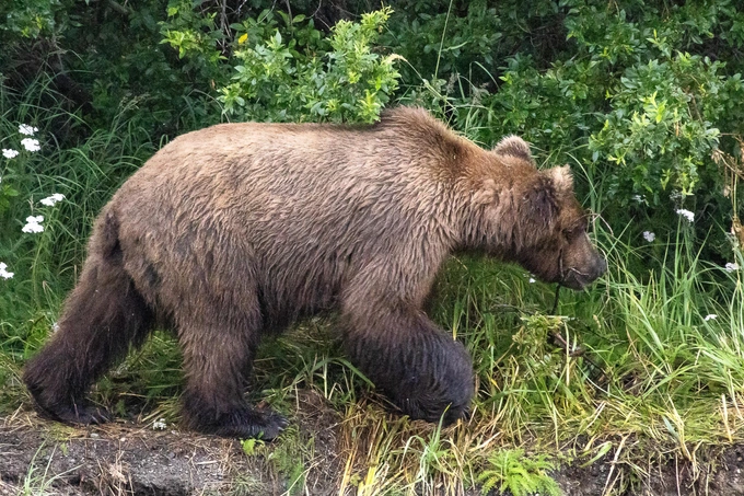 Бурые мастера зажировки: взгляните на 12 финалистов конкурса «Неделя толстого медведя 2025»