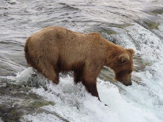 Бурые мастера зажировки: взгляните на 12 финалистов конкурса «Неделя толстого медведя 2025»