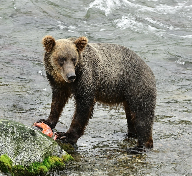 Бурые мастера зажировки: взгляните на 12 финалистов конкурса «Неделя толстого медведя 2025»