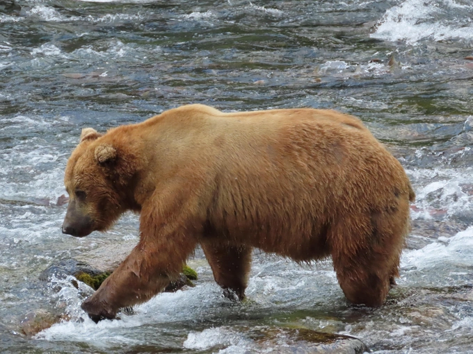 Бурые мастера зажировки: взгляните на 12 финалистов конкурса «Неделя толстого медведя 2025»