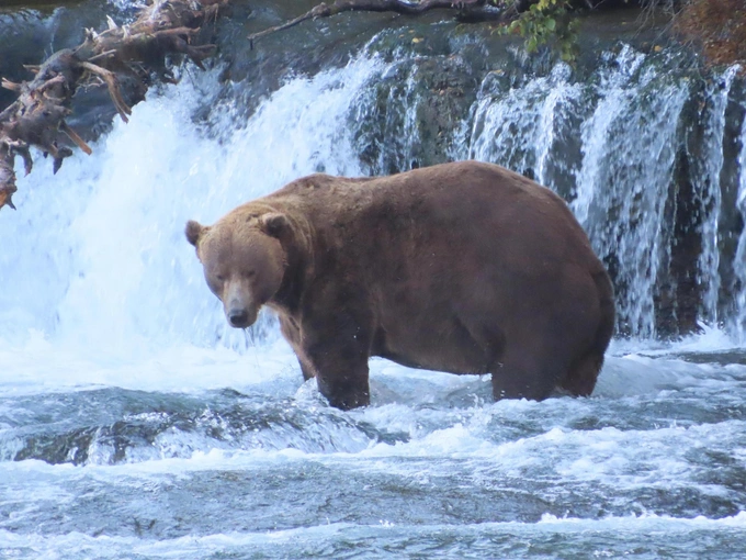 Бурые мастера зажировки: взгляните на 12 финалистов конкурса «Неделя толстого медведя 2025»