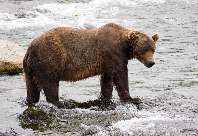 Бурые мастера зажировки: взгляните на 12 финалистов конкурса «Неделя толстого медведя 2025»