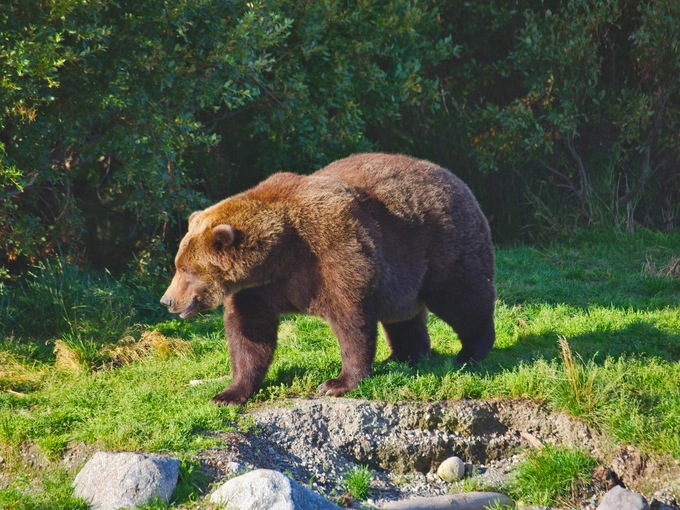 Бурые мастера зажировки: взгляните на 12 финалистов конкурса «Неделя толстого медведя 2025»