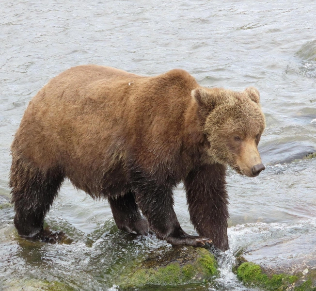 Бурые мастера зажировки: взгляните на 12 финалистов конкурса «Неделя толстого медведя 2025»