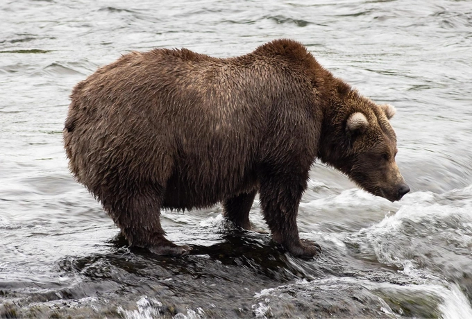 Бурые мастера зажировки: взгляните на 12 финалистов конкурса «Неделя толстого медведя 2025»