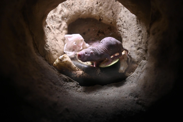 Долголетие грызунов дает надежду людям. Генетические изменения пролили свет на процесс старения