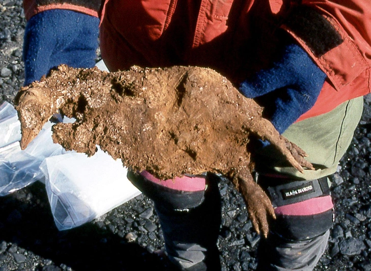 Холодильное хранилище: как на арктическом архипелаге в промерзшей почве может сохраняться скрытая история вирусов