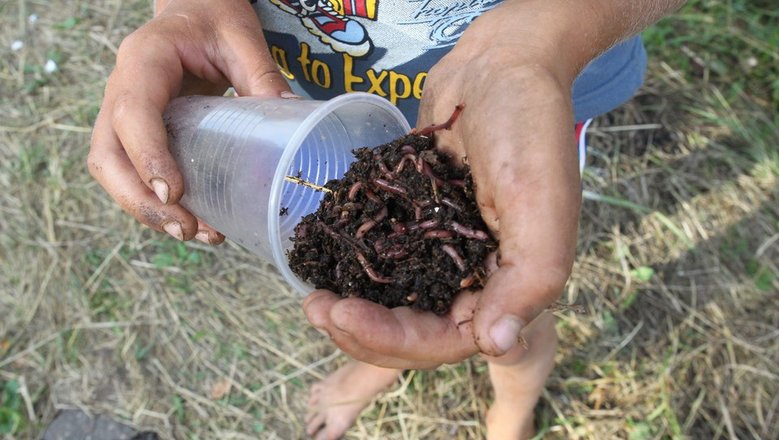 Личинки вместо сала в шоколаде: на Украине анонсировали продажу очередного «кулинарного шедевра»