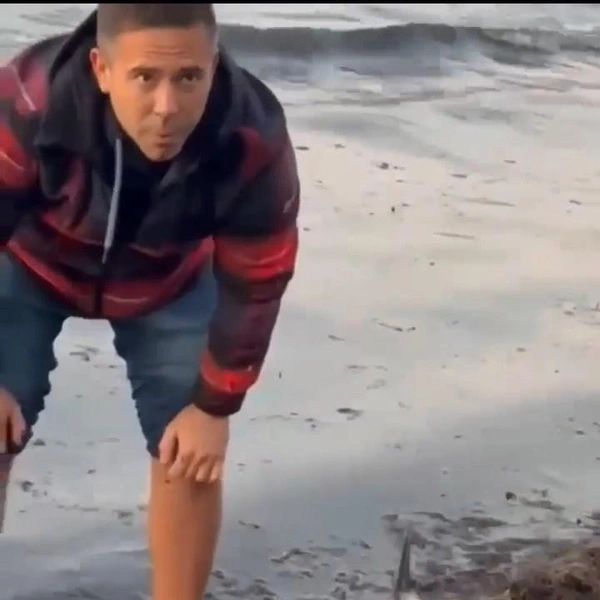 Мама погибла, детеныш выжил: на пляж в Анапе выбросились два дельфина-белобочки (видео)