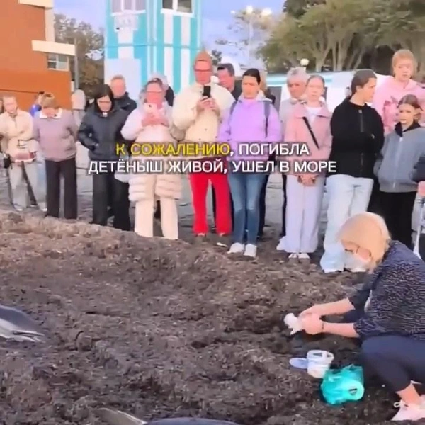 Мама погибла, детеныш выжил: на пляж в Анапе выбросились два дельфина-белобочки (видео)