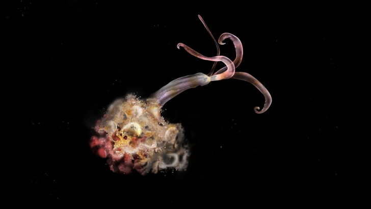 π³ΠΠ° ΠΊΠΈΡΠΎΠ²ΡΡ
ΠΊΠ»Π°Π΄Π±ΠΈΡΠ°Ρ
Π² Π’ΠΈΡ
ΠΎΠΌ ΠΎΠΊΠ΅Π°Π½Π΅ Π½Π΅ Π½Π°ΡΠ»ΠΈ ΡΠ΅ΡΠ²Π΅ΠΉ-Π·ΠΎΠΌΠ±ΠΈ, ΠΈ ΡΡΠΎ ΠΏΠ»ΠΎΡ
ΠΎ, Π³ΠΎΠ²ΠΎΡΡΡ ΠΌΠΎΡΡΠΊΠΈΠ΅ Π±ΠΈΠΎΠ»ΠΎΠ³ΠΈ